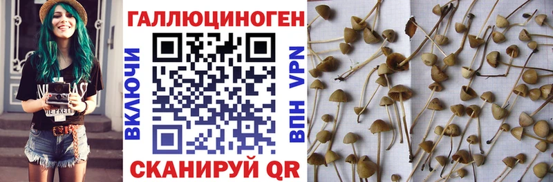 Псилоцибиновые грибы Magic Shrooms  где купить   MEGA ССЫЛКА  Красный Холм 
